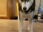 澳门第一城appV5.1专业版