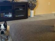 皇都appV2.7专业版