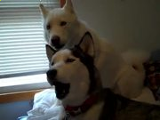 河南汽车维修平台APP