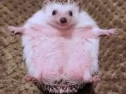 云开体育app最新下载