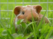 626969app 2025版车辆改装与调校界面