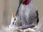 Chainfire3D插件包