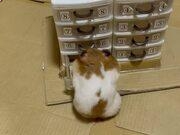 bc网页版入口V2.5专业版