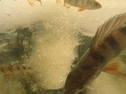 爱卡汽车手机版